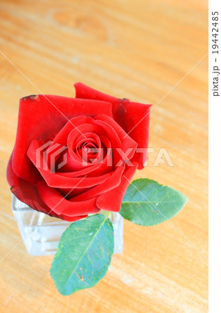 red rose 19442485
