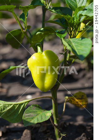 natural sweet peppers growing natural sweet peppers growing 19442705