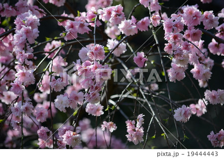 満開の枝垂れ桃、シダレモモ、花桃 満開の枝垂れ桃、シダレモモ、花桃 19444443