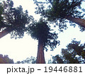 杉 19446881