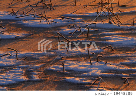 宮城県栗原市　伊豆沼の朝 19448289