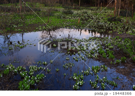鳥海高原の水芭蕉 鳥海山 鳥海高原の水芭蕉 鳥海山 19448366