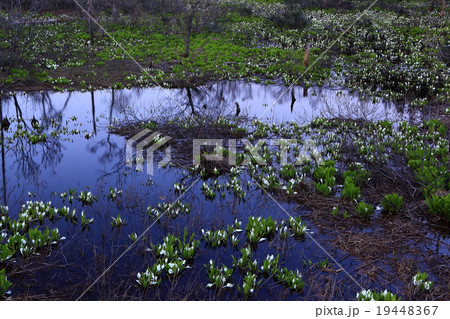 鳥海高原の水芭蕉　鳥海山 19448367