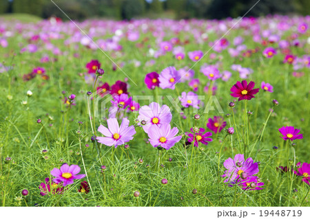 西都原のコスモス 19448719
