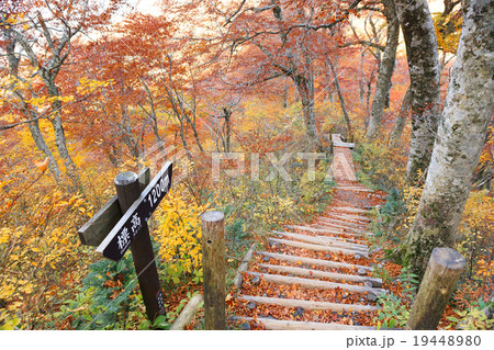 大山 登山道の紅葉 19448980