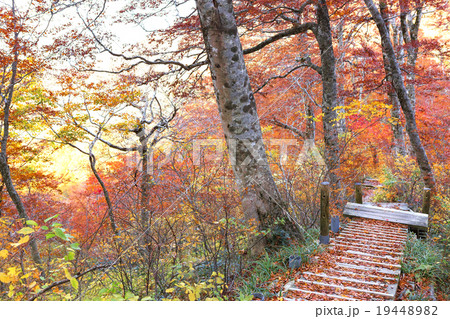 大山 登山道の紅葉 19448982