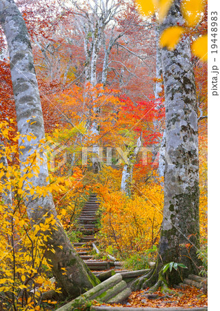 大山 登山道の紅葉 19448983