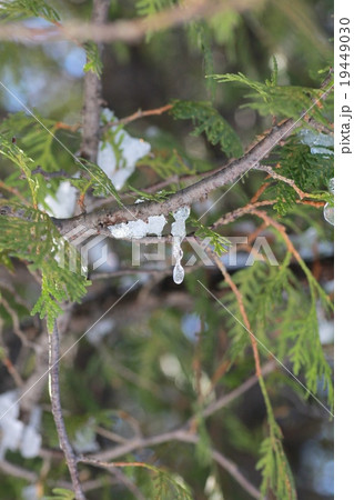 小さなツララをつけた冬の木 19449030