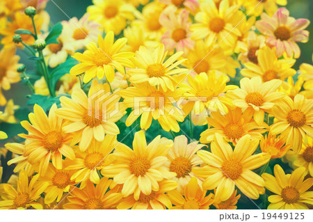 Vintage wilde chamomile flowers 19449125