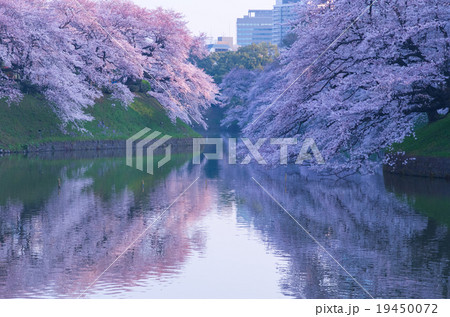 Chidorigahuchi cherry blossoms,tokyo,japan 19450072