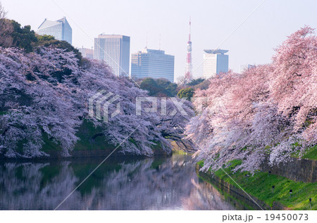 Chidorigahuchi cherry blossoms,tokyo,japan Chidorigahuchi cherry blossoms,tokyo,japan 19450073