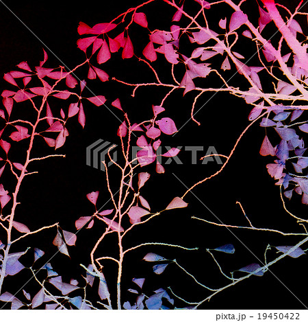 Graphic nature illustration on black background Graphic nature illustration on black background 19450422