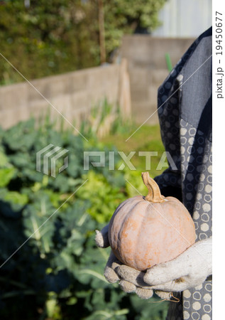かぼちゃ 19450677