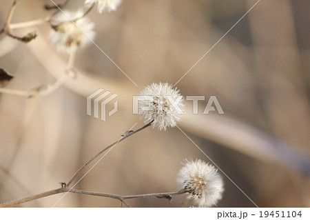 ツワブキの綿毛 19451104