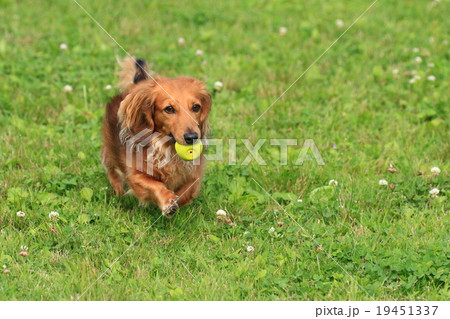 とったど～♪ 19451337