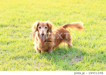 早く遊ぼ♪ 19451346