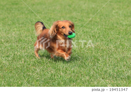 とったど～♪ 19451347
