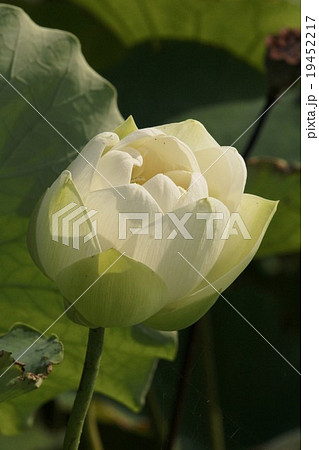 蓮 19452217