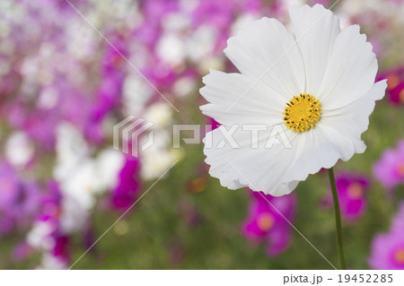 白コスモス 19452285