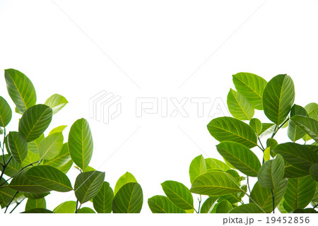 Green leaves on white background Green leaves on white background 19452856
