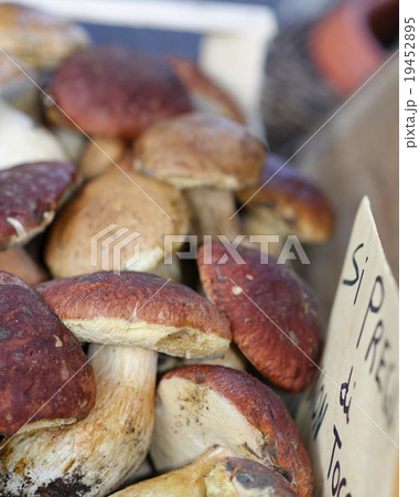 boletus edulis 19452895