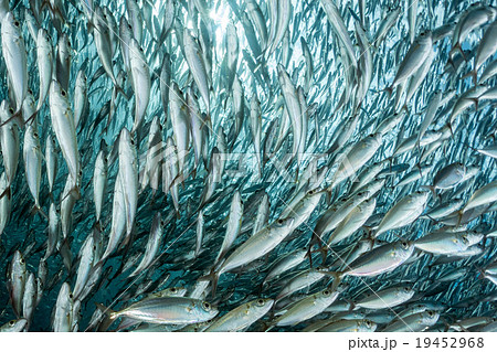 sardine school of fish underwater 19452968