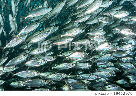sardine school of fish underwater sardine school of fish underwater 19452970