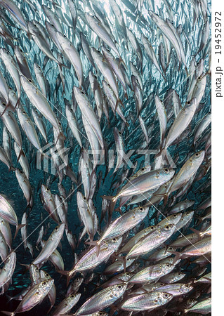 sardine school of fish underwater 19452972