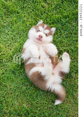 Cute siberian husky puppy lying 19453221