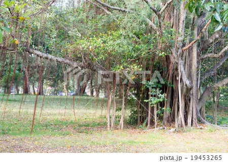 Big Banyan Tree Big Banyan Tree 19453265