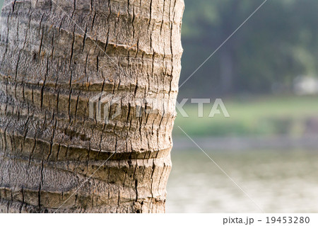 The trunk of a coconut tree 19453280