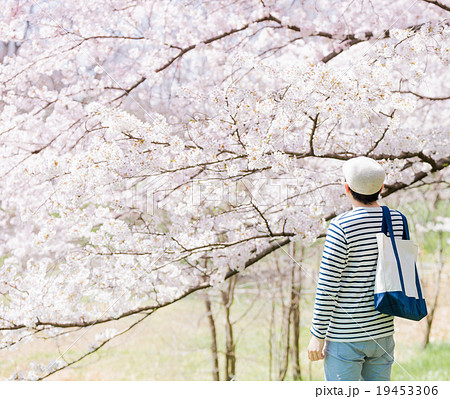 桜シーズン 19453306