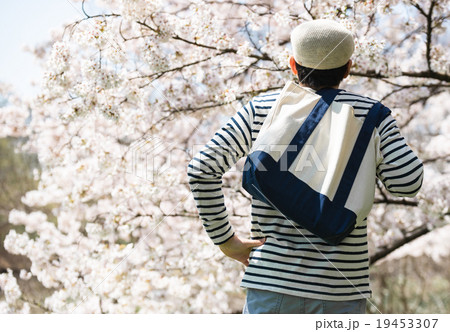 桜シーズン 19453307