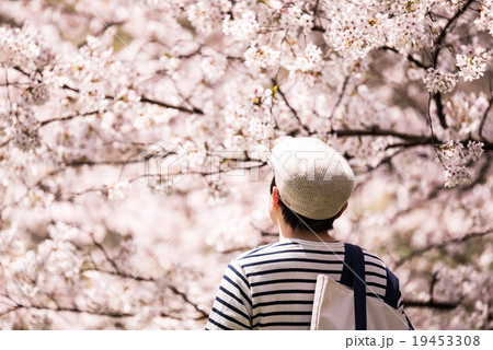 桜シーズン 19453308