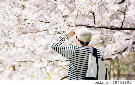 桜シーズン 19453309