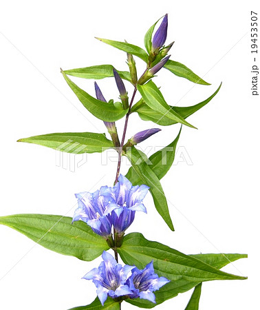 Willow Gentian (Gentiana asclepiadea) 19453507