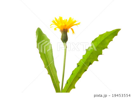 Rough hawkbit (Leontodon hispidus) Rough hawkbit (Leontodon hispidus) 19453554