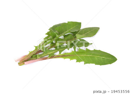 Leaves of hawkbit Leaves of hawkbit 19453556