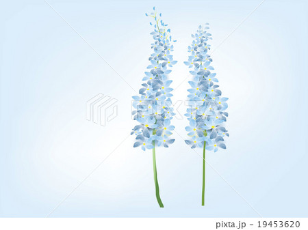 Delphinium flower  blue color vector illustration 19453620
