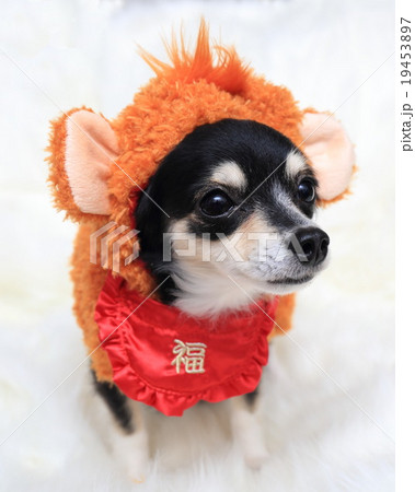 猿を装う犬 19453897