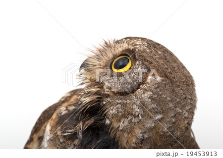 Oriental scops owl isolate on white background Oriental scops owl isolate on white background 19453913