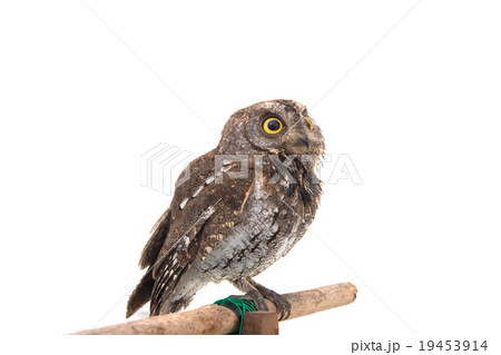 Oriental scops owl isolate on white background Oriental scops owl isolate on white background 19453914
