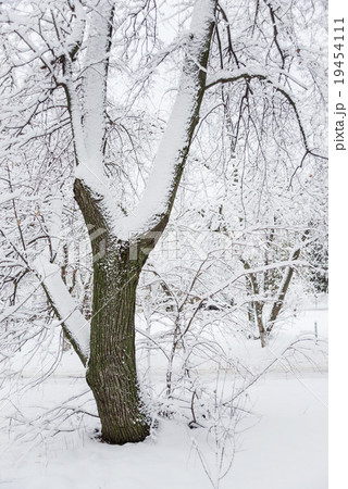 Tree in winter park 19454111