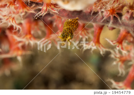 Pygmy Cuttlefish 19454779