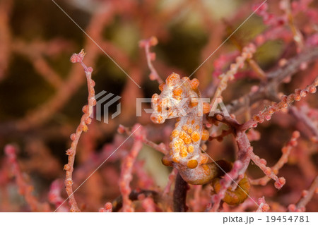 Pink Pygmy Seahorse 19454781