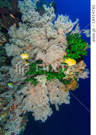 Underwater Coral Reef 19454782