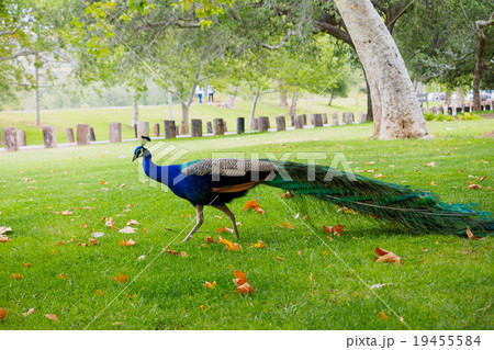 Peacock male in the park Peacock male in the park 19455584