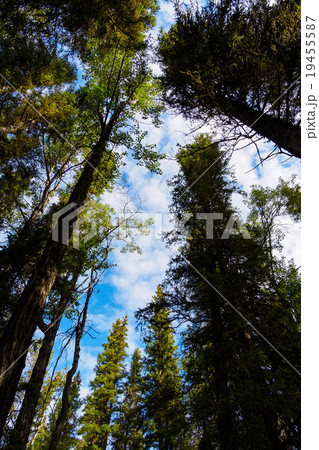 Blue sky from dark forest 19455587