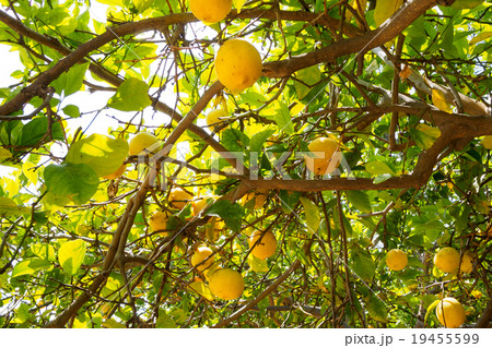 fresh lemon tree fresh lemon tree 19455599