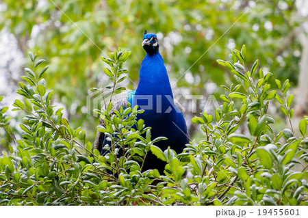male peacock on tree male peacock on tree 19455601